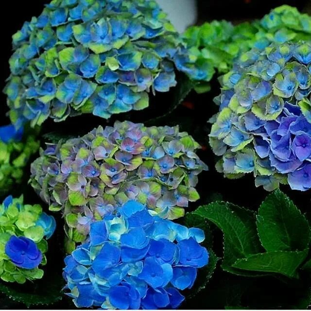 Срез гортензии. Гортензии уайт. Гидрангия шнибол. Срез гортензии. Срез гортензии.