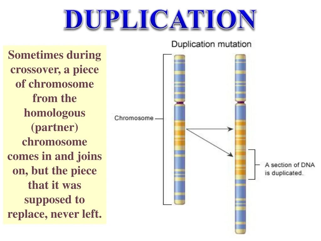 Дупликация длинного плеча 9 хромосомы. Duplication. Gene deletion Duplication. Duplication paper. Гены в хромосоме образуют группу