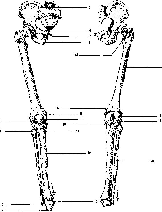Кости нижней конечности человека. Скелет нижних конечностей. Кости нижней конечности анатомия. Пояс нижних конечностей. Скелет парных конечностей