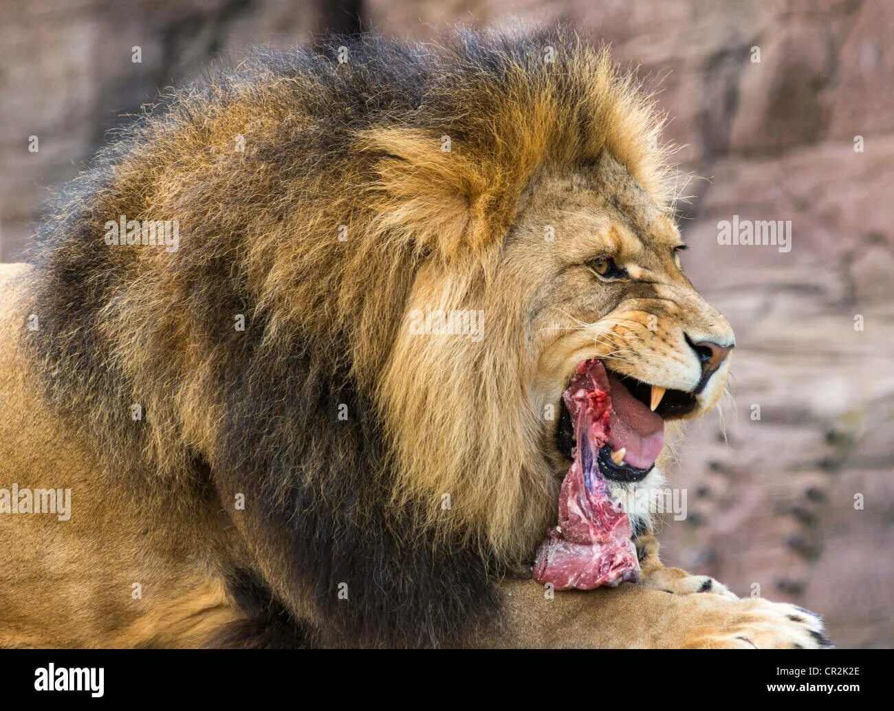 Does a lion eat leaves. Kings lion eat.