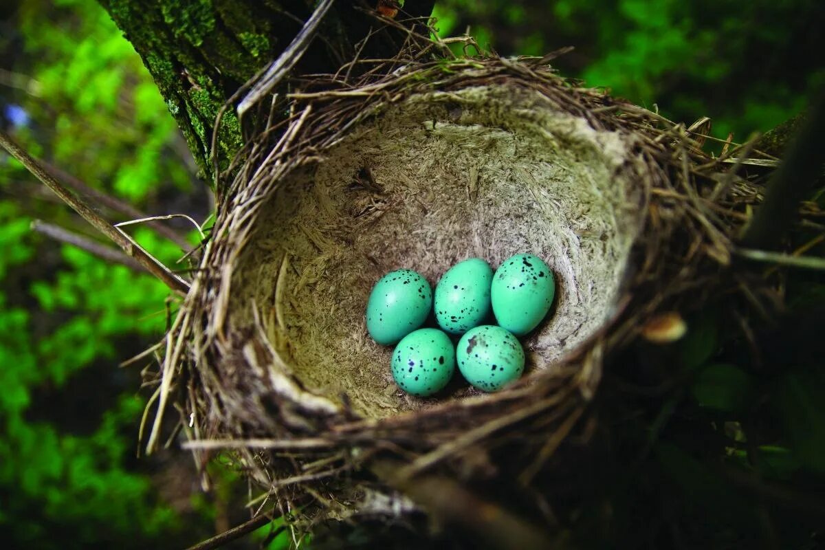 Дрозды яйца птенцы. Голубые яйца дрозда. Голубые яйца в крапинку. Певчий дрозд голубые яйца. Певчая птица с голубыми яйцами.