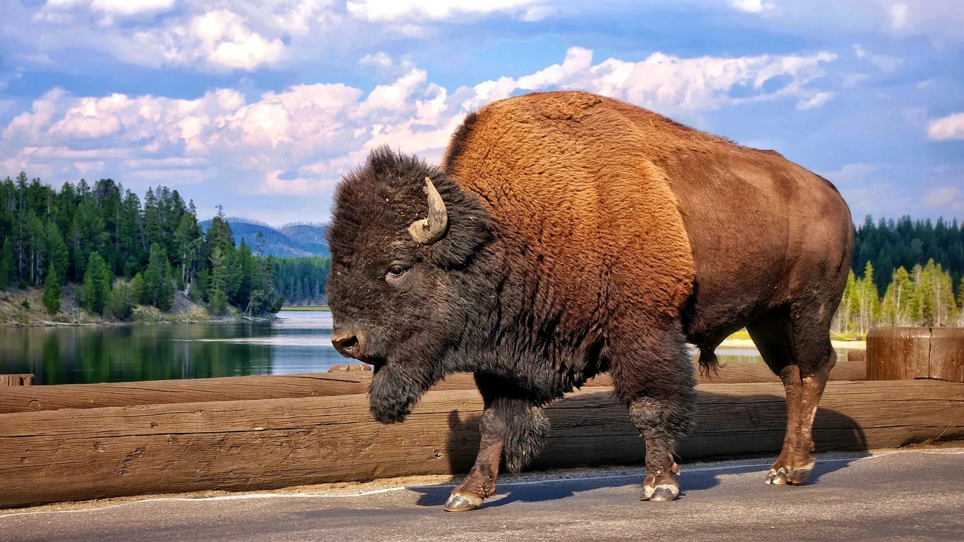 Какое животное выше. Беловежская пуща бизоны. ЗУБР Bison bonasus. Yellowstone National Park ЗУБР. ЗУБР (Европейский Бизон).