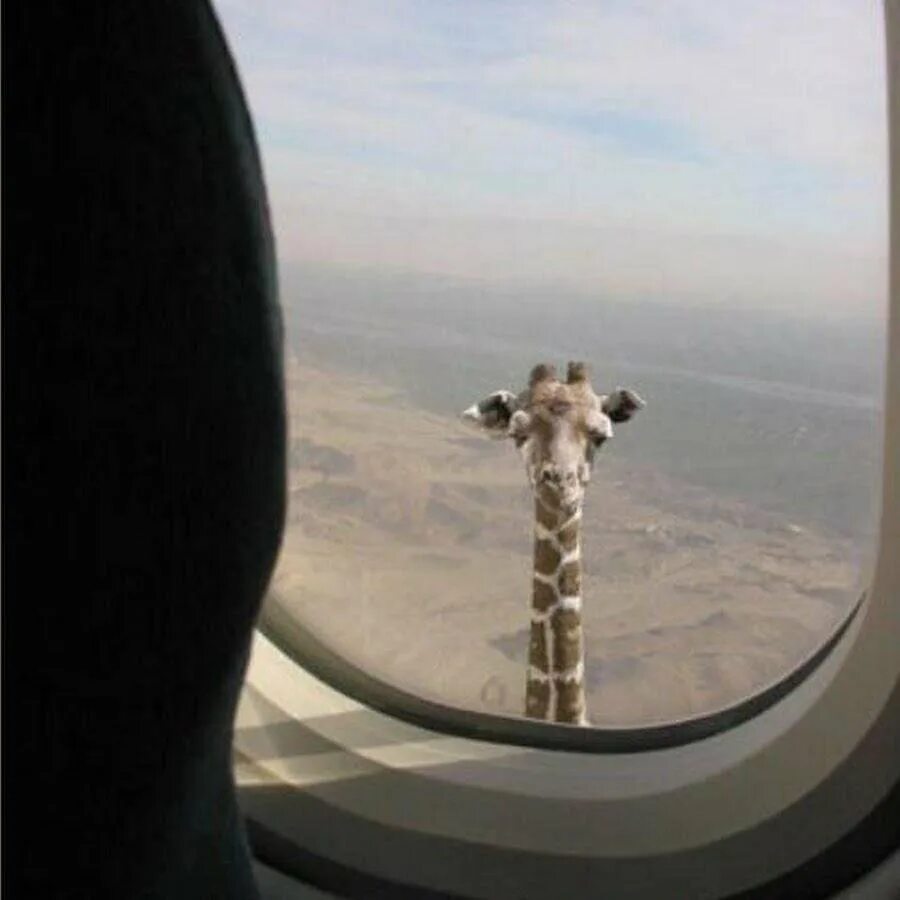 Не договаривают шутки. Я не договорила Жираф. Жираф в иллюминаторе самолета. Я не договорила Жираф в иллюминаторе. Я не договорила.