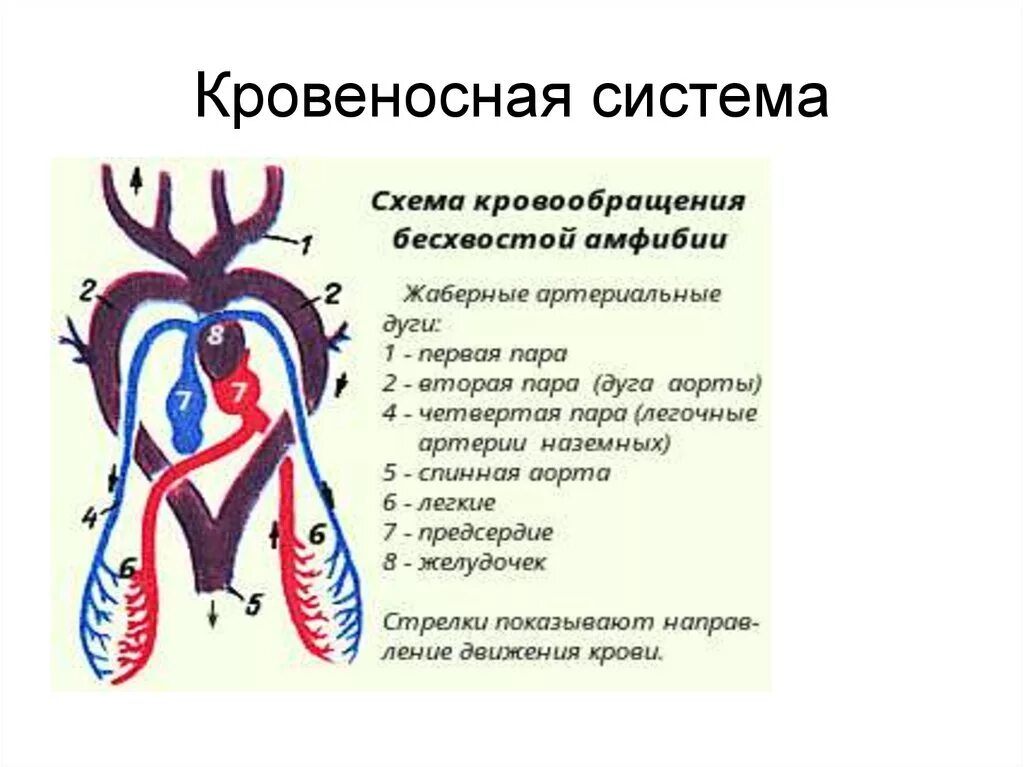 Сердце амфибий круги кровообращения. Бесхвостые земноводные кровеносная система. Кровеносная система земноводного схема. Кровеносная система амфибий схема. Кровеносная система земноводных схема.