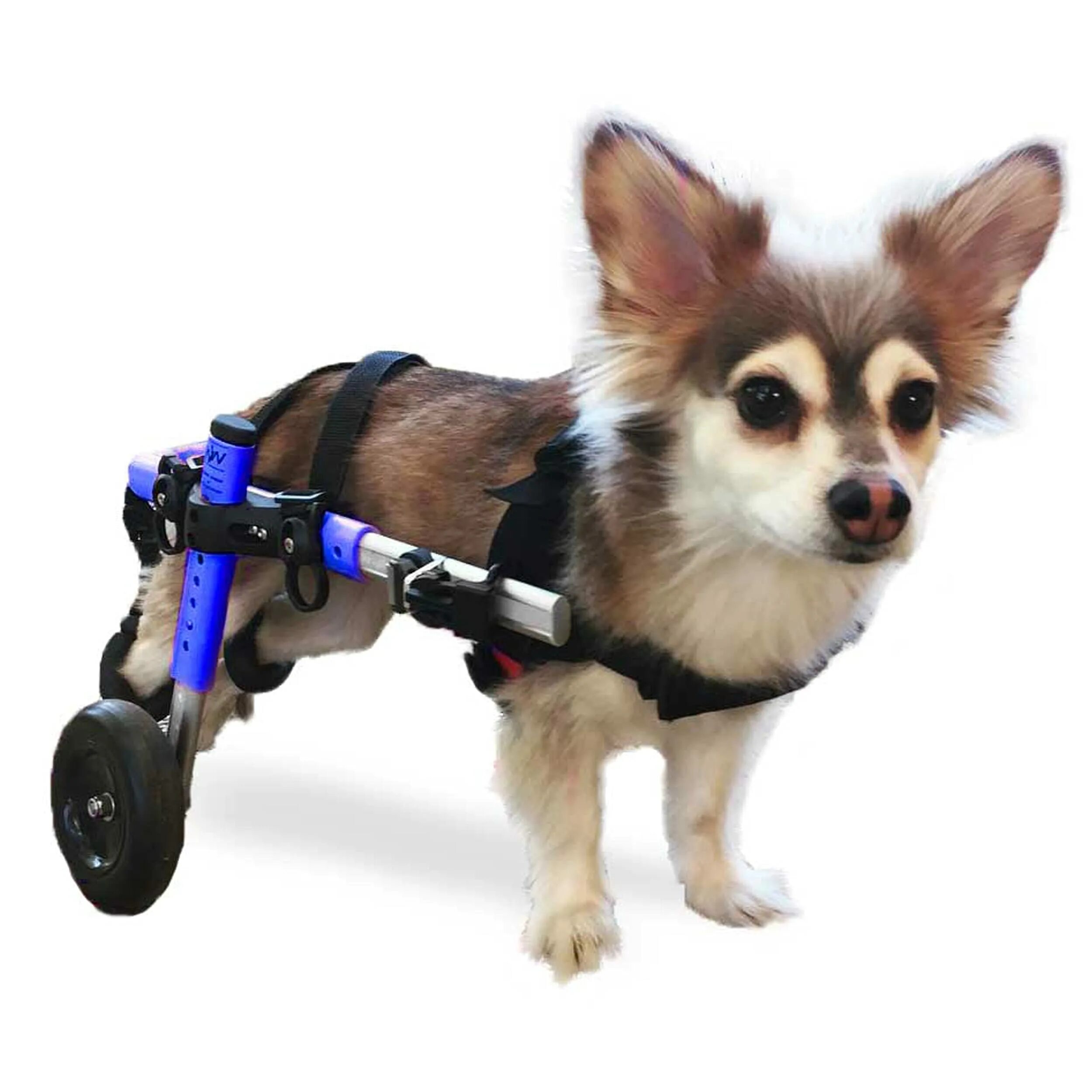 Коляска для собак на задние лапы. Инвалидная коляска для собак Walkin Wheels. Инвалидные коляски Dog wheelchairs. Коляска для собак Walkin' Wheels. Каталки для собак инвалидов.