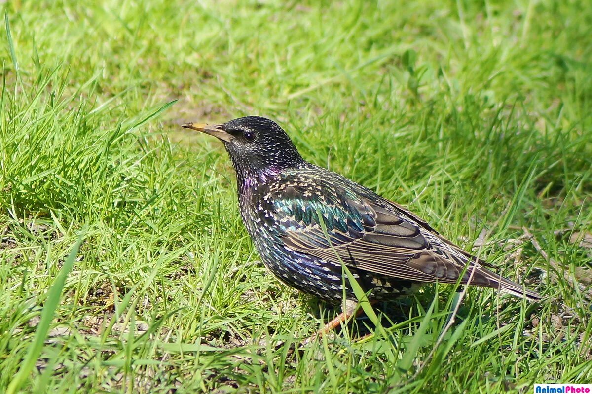 дрозд обыкновенный скворец. скворец поет. даурский скворец. помидоры скворец фирмы партнер. скворец летом.