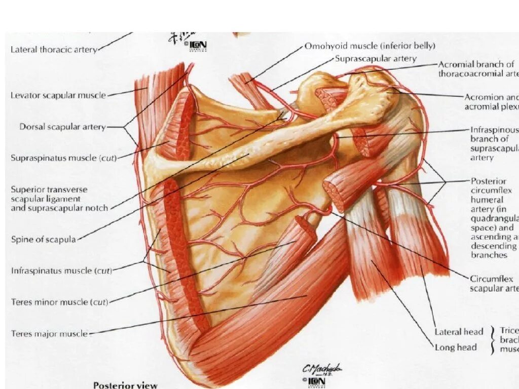 Надплечье. Лопаточная область топографическая анатомия. Подключичная ямка анатомия. Лопаточный нерв анатомия. Топографическая анатомия надплечья подключичная область.