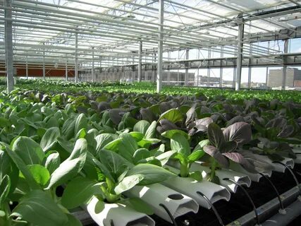 Plant завод
