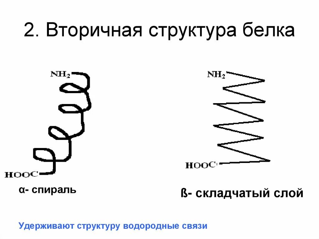 Спиральные вторичные структуры белка. Вторичная структура белков. Вторичная структура белка спираль. Вторичная структура белка химия.