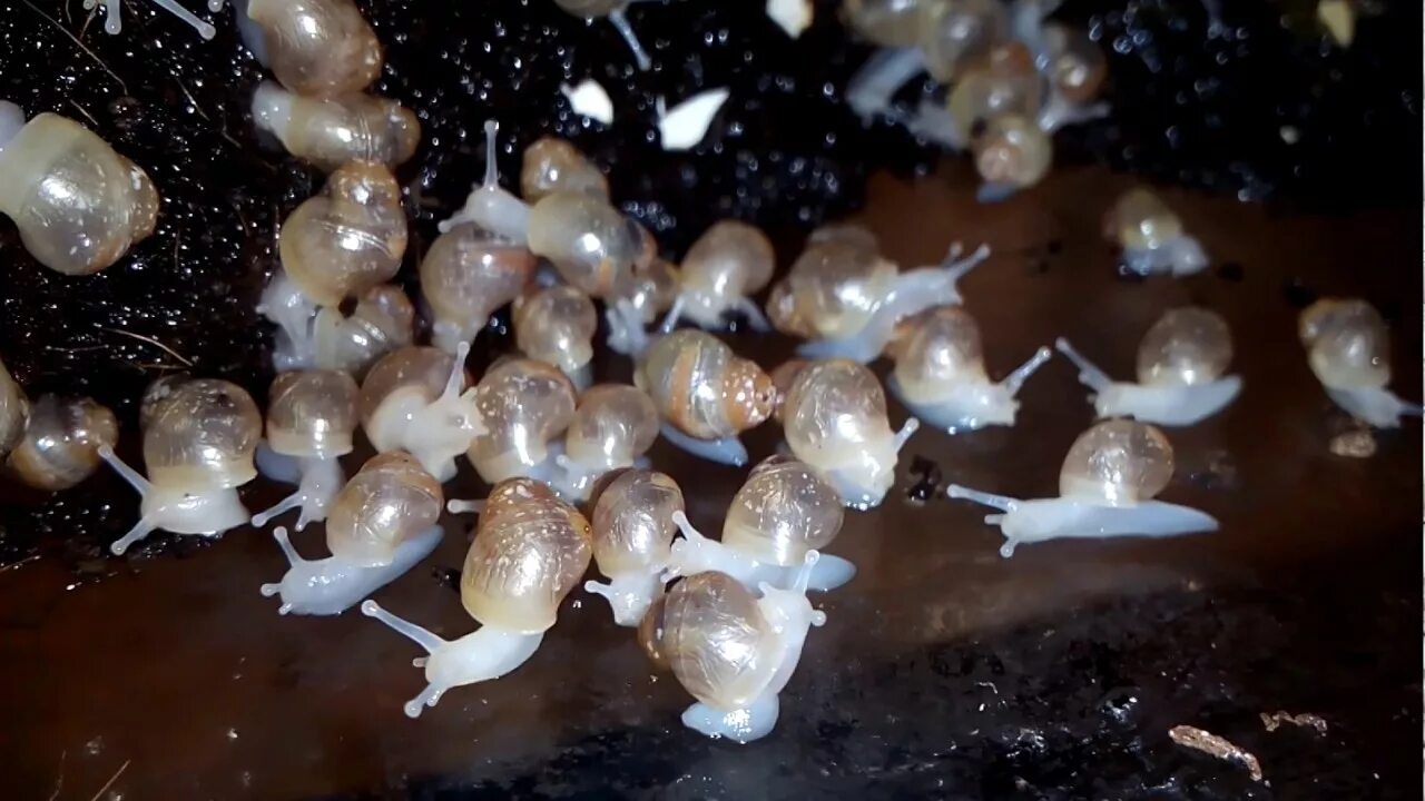 Сколько вылупляются яйца улитки