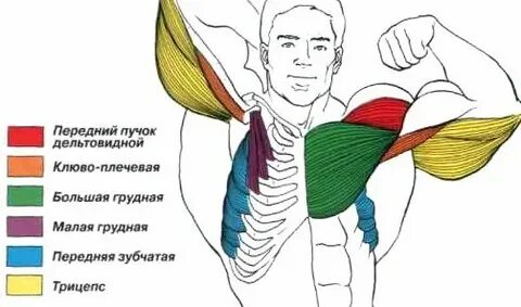 Передний пучок