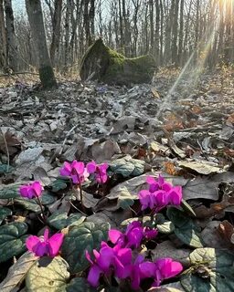 Погода края поляна