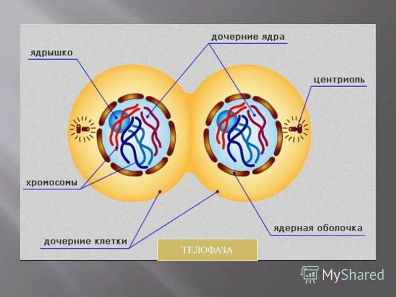 Хромосомный набор клеток в телофазе 2. Митоз 5 класс биология. Функция дочерних клеток. Телофаза митоза. Материнская и дочерняя клетки.