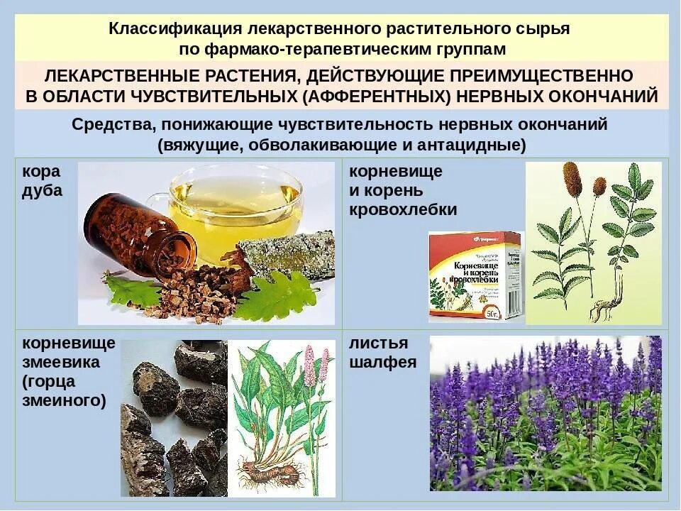 Природная основа организма. Классификация лечебных растений. Лекарственное растительное сырьё. Лекарственные препараты из лекарственного растительного сырья. Лекарственное растительное сырье цветки.