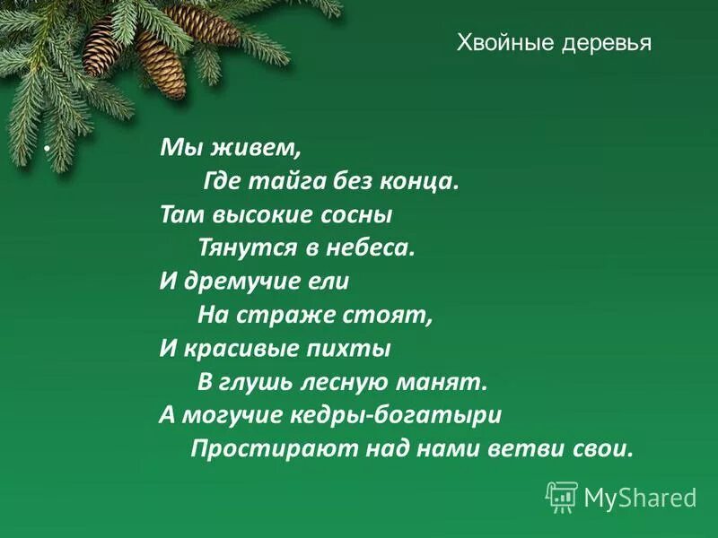 Число хвойных деревьев 17 33. Число хвойных деревьев 17 33