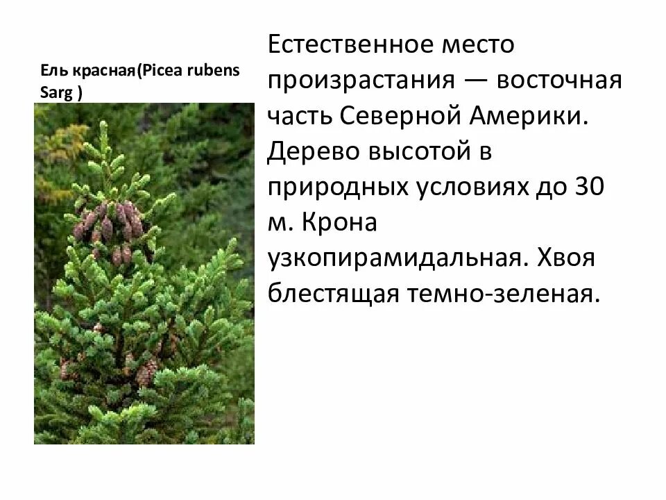 Где растет ель природная зона. Ель красная Picea Rubens. Ель описание. Ель обыкновенная красная книга. Пихта обыкновенная описание.