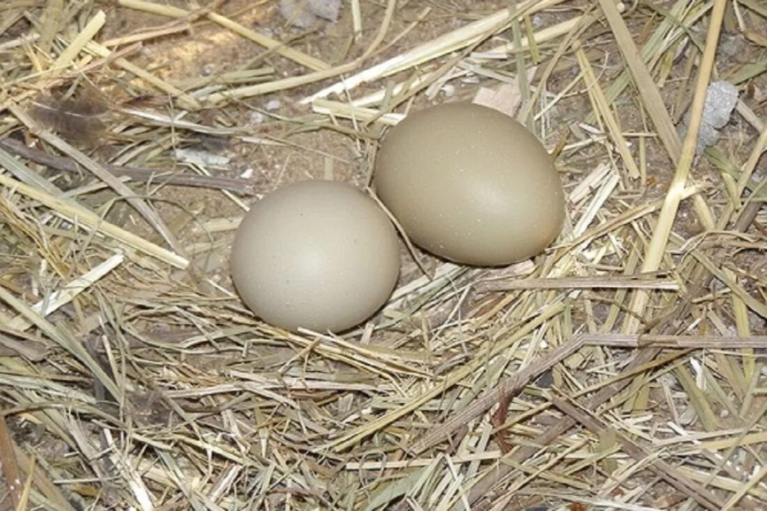 Золотой фазан яйца. Яйцо фазана инкубационное. Яйцо фазана румынского. Скорлупа фазаньего яйца.