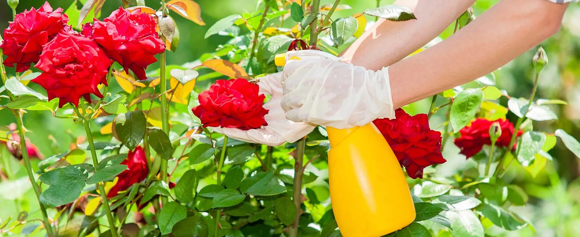 Нужно ли поливать розы. Полив садовых роз. Розы в огороде. Обработка роз. Опрыскивание цветов в саду.
