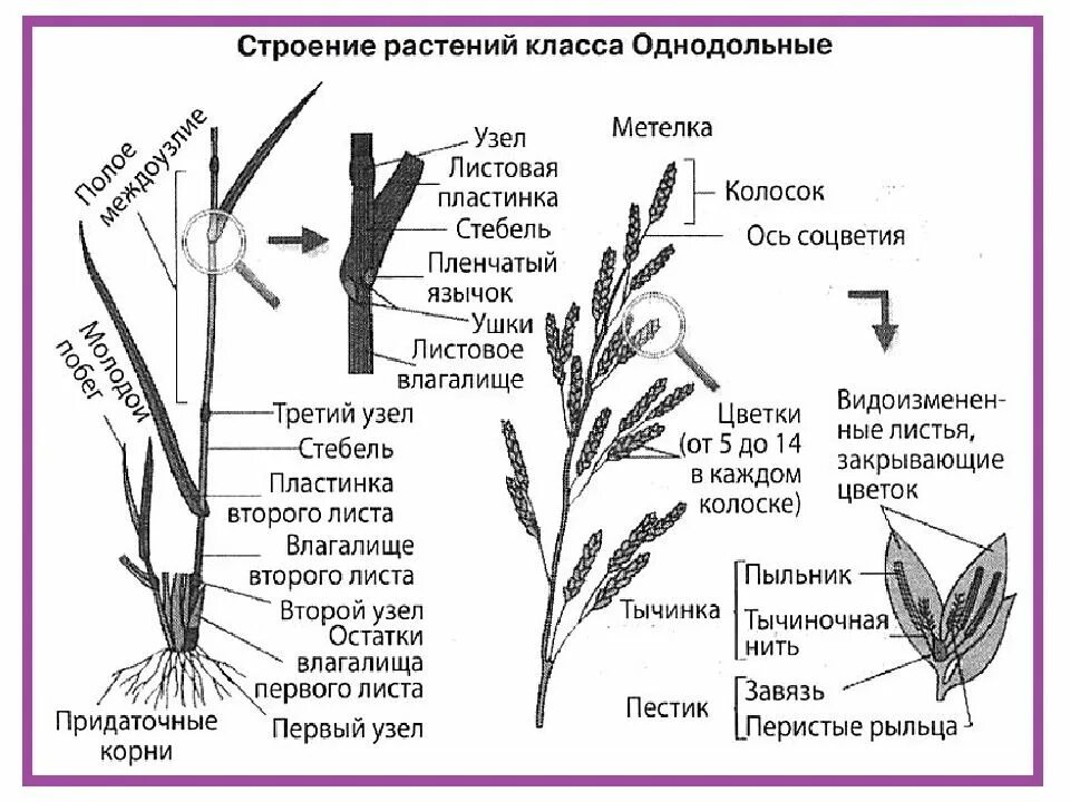 Название стебля злаков. Строение цветка однодольных растений злаковых. Строение растений класса Однодольные. Строение злаковых однодольных. Класс Однодольные строение.