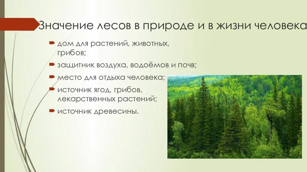 Какие богатства лесной зоны. Значение леса в природе и жизни человека. Значение леса в природе. Значение леса в жизни человека. Значение лесов в природе.