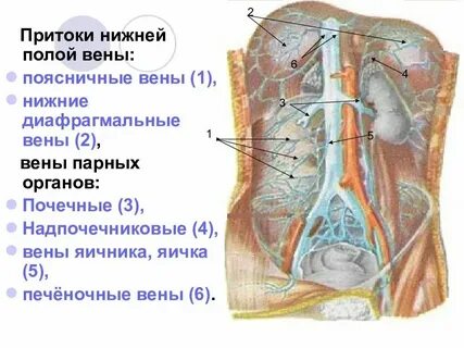 Заканчивается верхней и нижней полыми венами