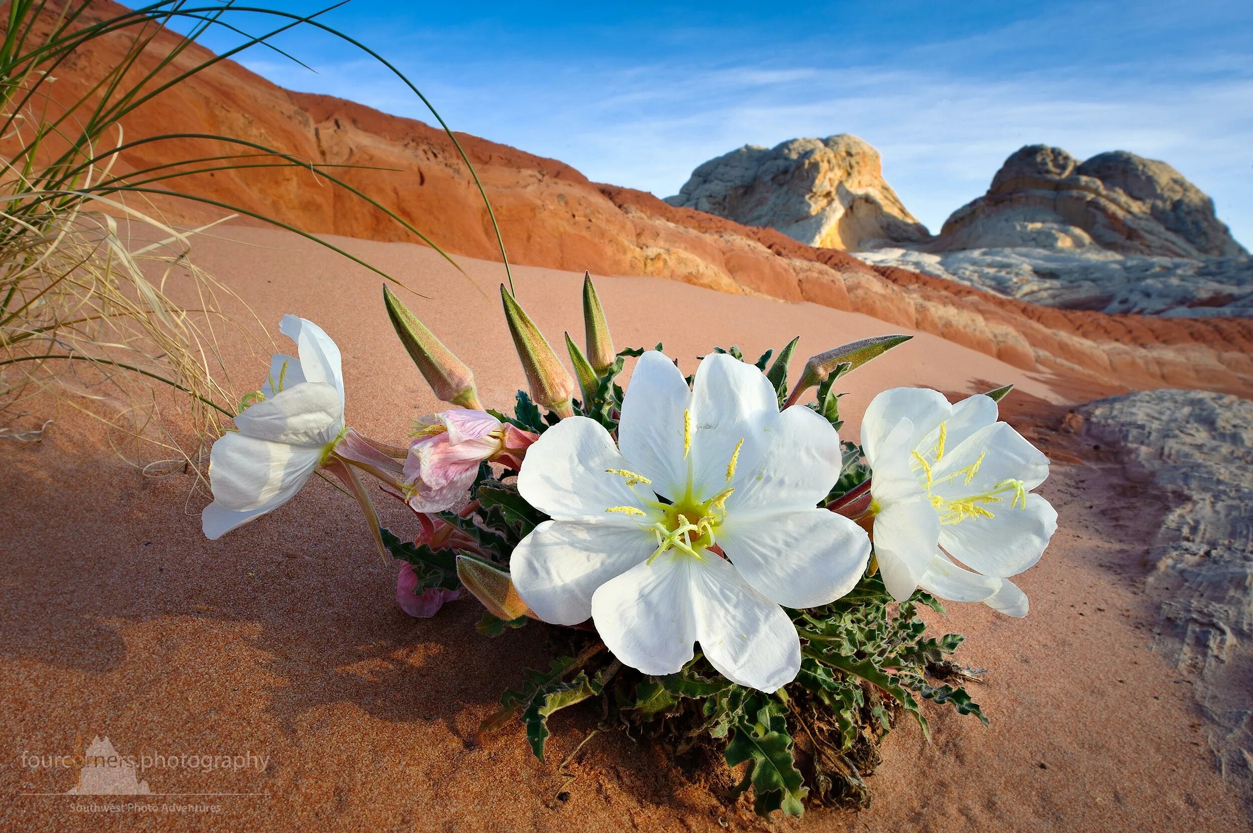 Цветущая пустыня Атакама. Иордания луковичные растения пустыни. Пустыня Анза Боррего Калифорния. Цветы пустыни Негев. Растение произрастающее в оазисах юго западной азии