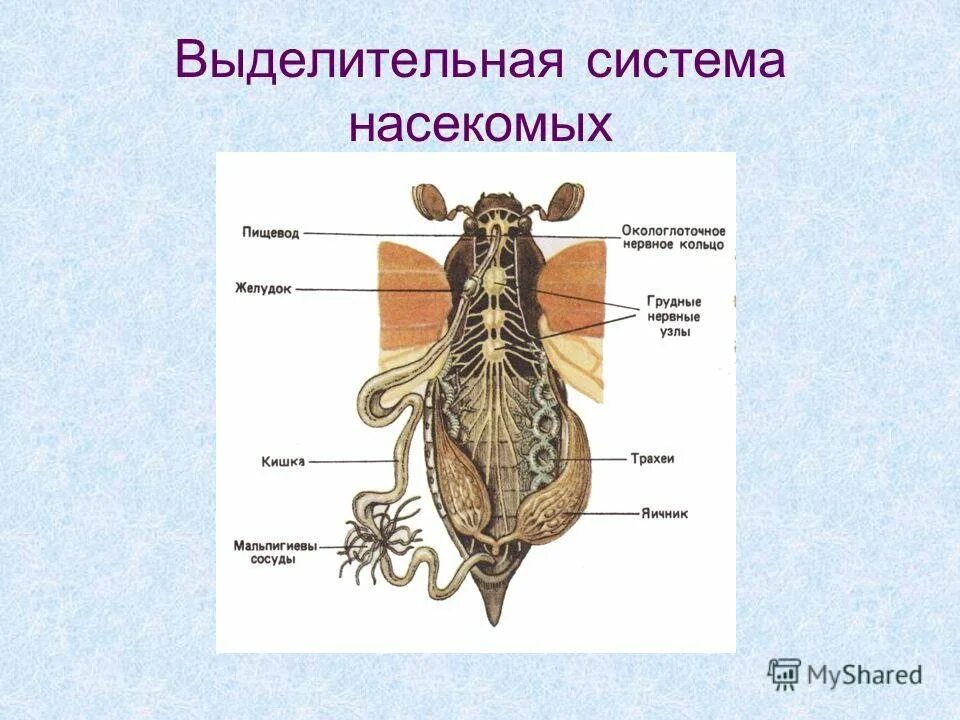 Выделительная система насекомых. Класс насекомые выделительная система. Схема органов выделения насекомых. Выделительная система насекомых 7 класс биология. Насекомое работающее на компетентные органы