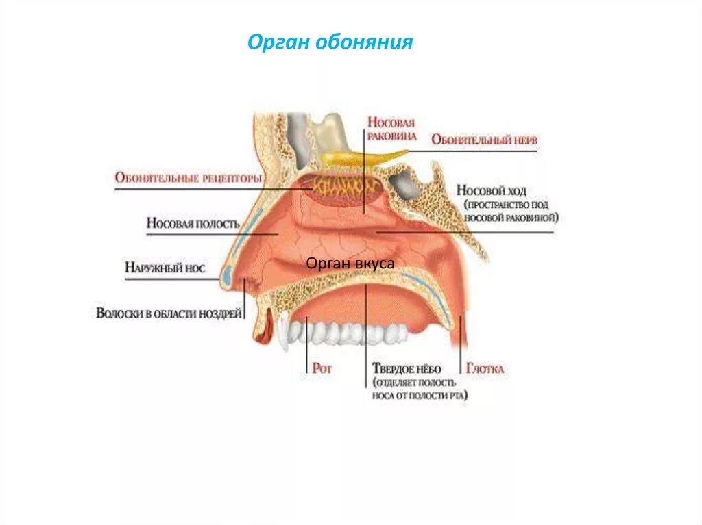 Строение носа обонятельные рецепторы. Рецепторы органов обоняния. Строение органа обоняния. Рецепторы органов обоняния. Строение носа обонятельные рецепторы.