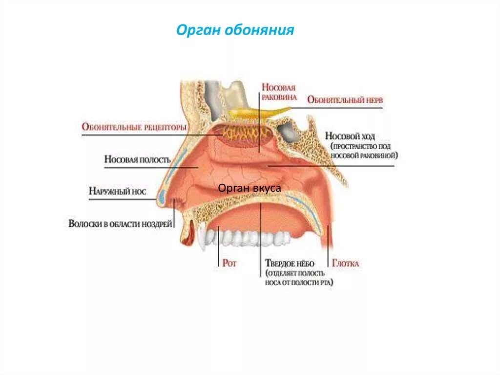 Орган обоняния отделы. Строение рецепторов обонятельного анализатора. Схема строения обонятельных рецепторов. Обонятельный анализатор нос. Орган обоняния нос строение.