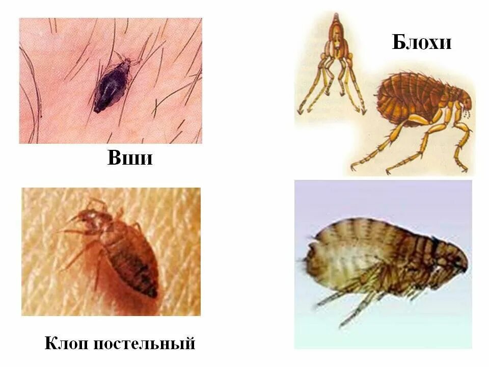 Вши блохи кровососущие насекомые. Бельевые клещи клопы блохи. Паразитизм вши блохи клещи. Укусы насекомых клопов блох.