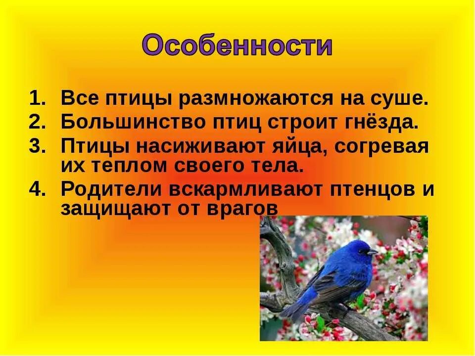 Что общего в организации птиц. Птицы для презентации. Презентация на тему птицы. Проект птицы. Проект на тему птицы.