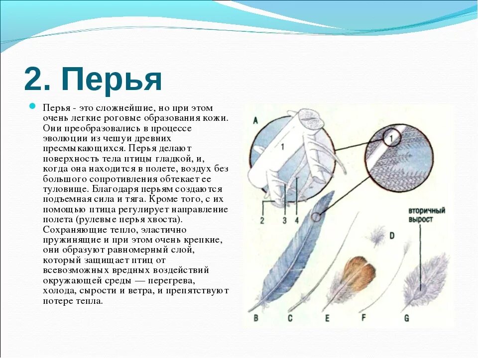 Почему летит птица. Почему птицы летают. почему птицы могут летать. зачем птицам летать. что позволяет птицам летать.