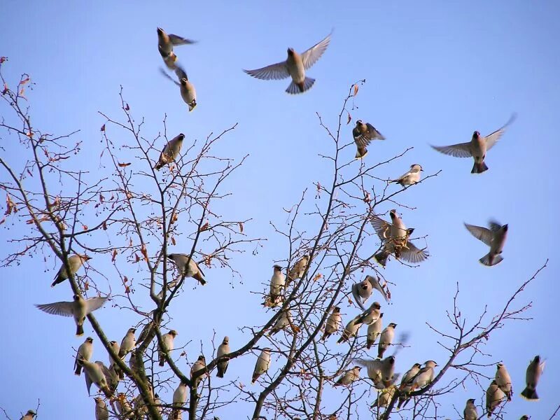 перелетные птицы грач и скворец. птицы прилетающие весной. птицы прилетающие весной. птицы весной. апрельский скворец весны гонец.