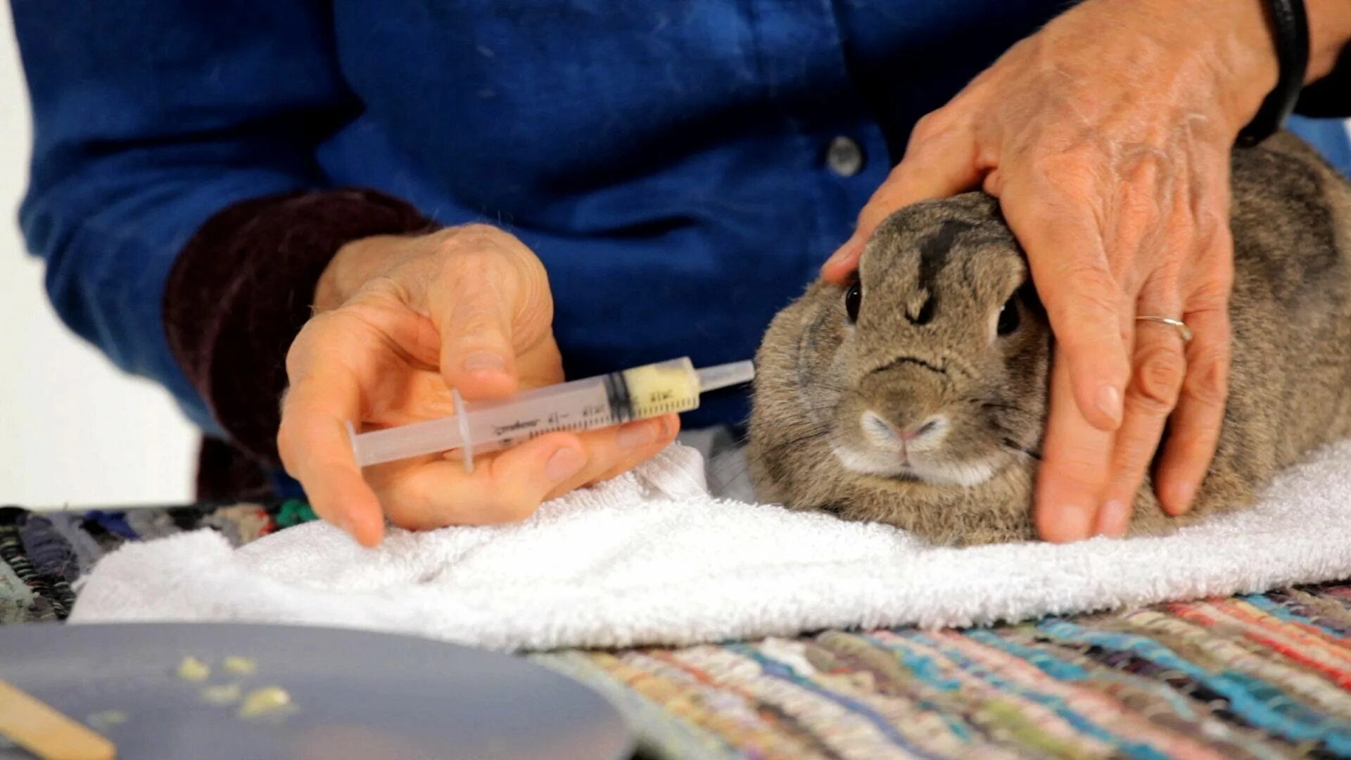 I a pet rabbit. Ветеринария кролик. Внутривенное Введение кролику.