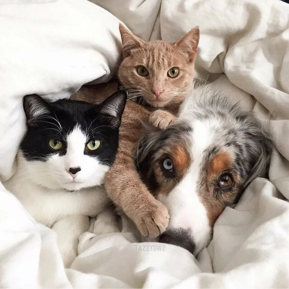 Кот и кошка и собака