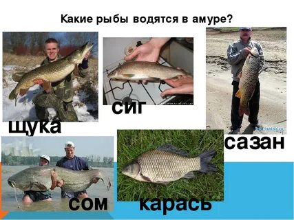 Хабаровская рыба