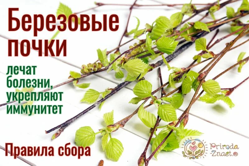 Лечение березовыми почками