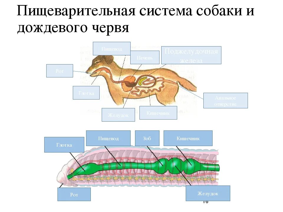 Сквозной кишечник у червей. Пищеварительная система червя. Отделы пищеварительной системы дождевого червя. Последовательность отделов пищеварительной системы дождевого червя. Пищеварительная система дождевого червя.