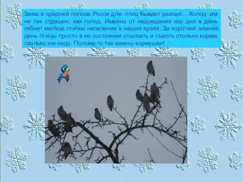 Почему птицам не так страшен холод как голод. Доклад день зимующих птиц в Росси для детей. Птицам не так страшен холод как грорд объяснение. Как зимует мова в средней полосе.