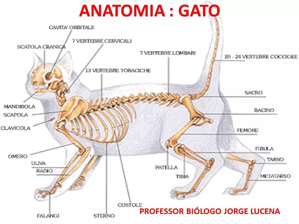 Внешнее строение кошки кратко. Строение кошки анатомия скелет. Отделы скелета кошки. Кошачий скелет строение. Скелет кошки схема.