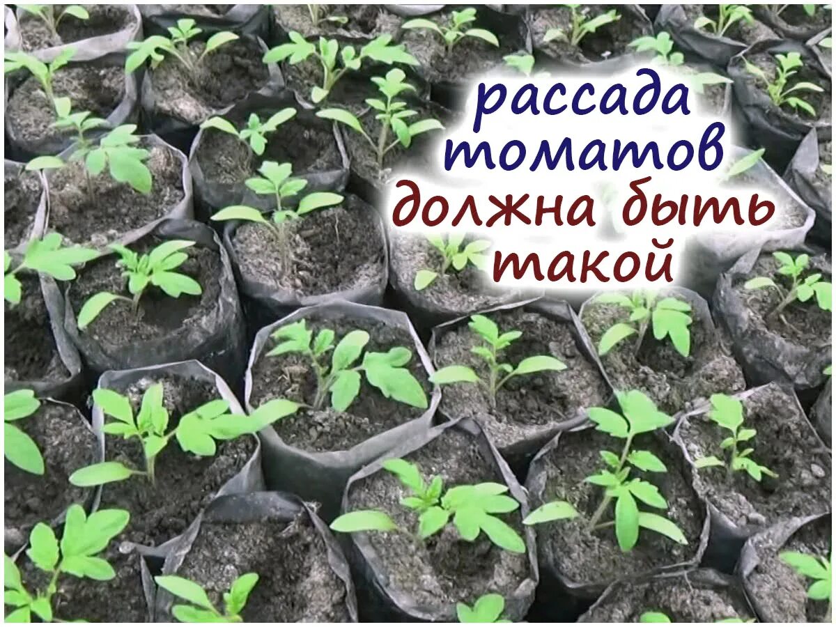 Сибирь посадка томатов на рассаду. Рассада помидор. Всходы помидоров. В чем сажать рассаду. Посадка томатов на рассаду.