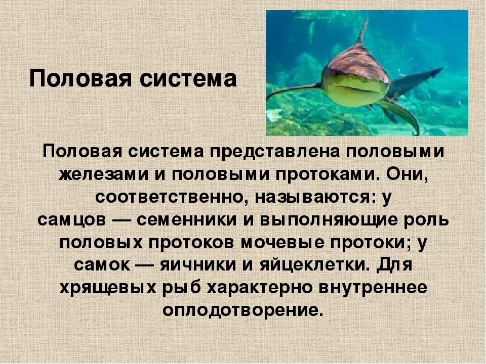 Биология про рыб 7 класс. Презентация на тему хрящевые рыбы. Половая система хрящевых. Класс хрящевые рыбы. Половая система хрящевых рыб.