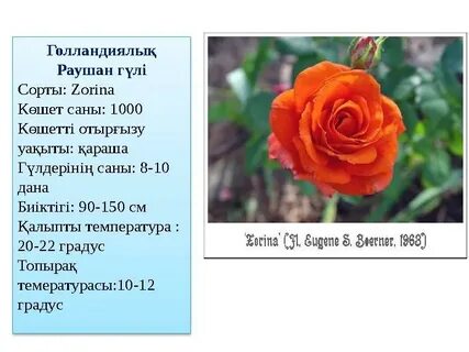 Анонимді жыныстық чат