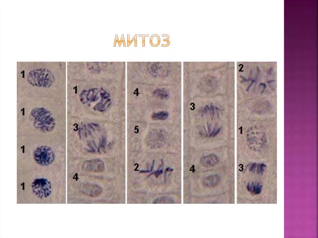 Изучение фаз митоза на фиксированном препарате метод. Митоз гистология препарат.