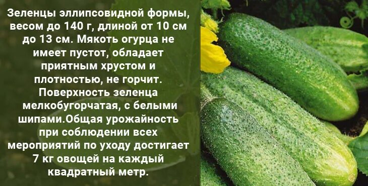 Большой урожай огурцов. В какое время лучше есть огурцы. Сорта огурцов для теплицы. Огурец вятский. Дождевание огурцов в теплице.