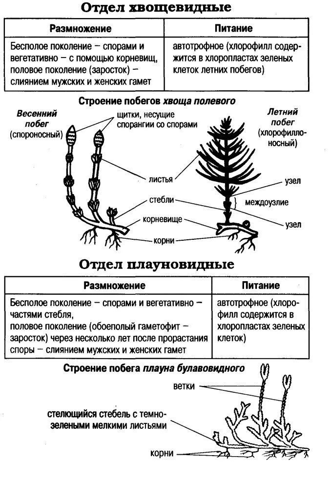 Органы гаметофита. Отдел Хвощевидные строение. Строение папоротника хвоща и плауна таблица. Отдел Плауновидные отдел Хвощевидные отдел. Внешнее строение отдела Хвощевидные.