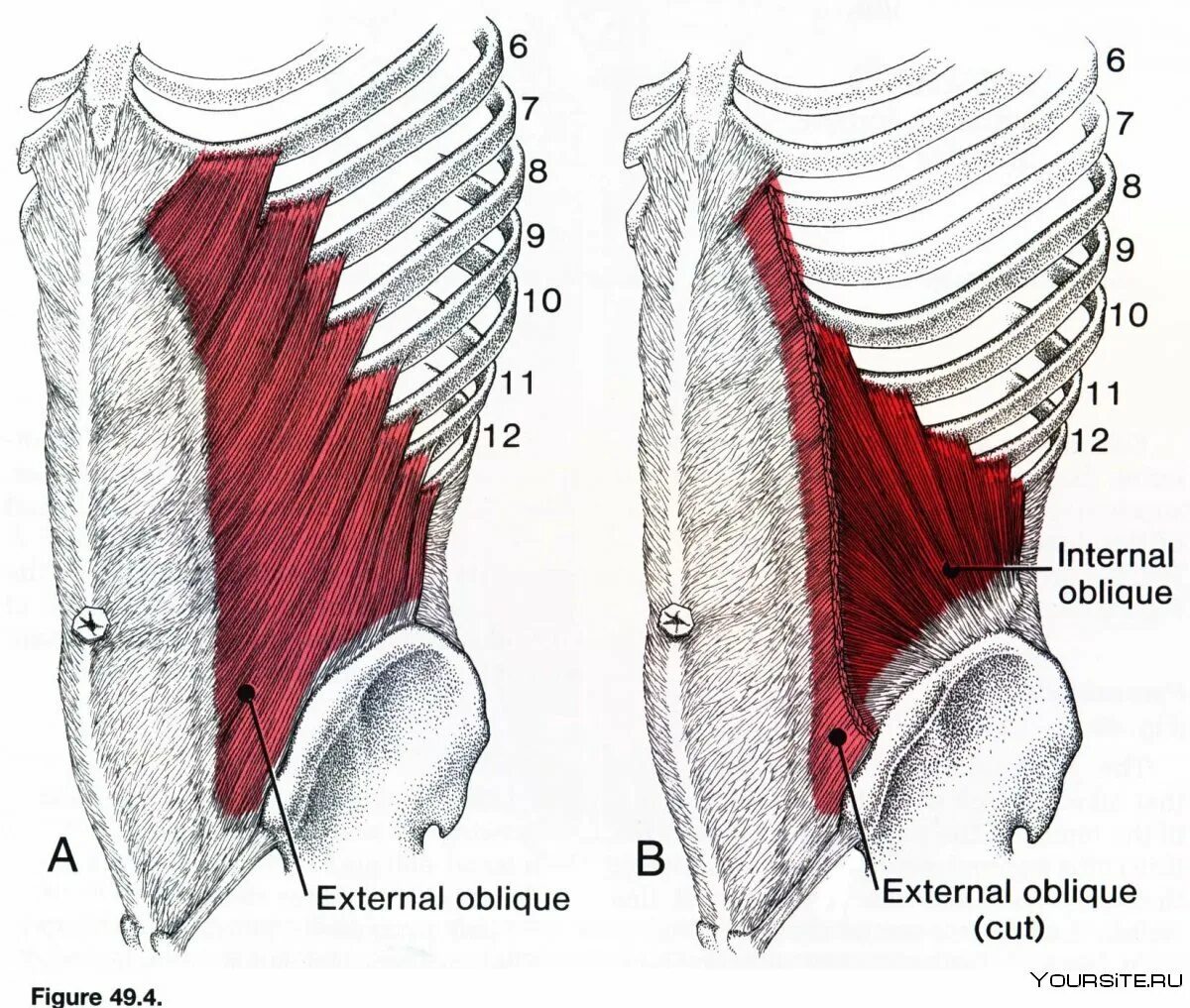 Передняя прямая мышца живота. Поперечная мышца живота (m. transversus abdominis). Наружная косая мышца живота (m. obliquus externus abdominis). Иннервация внутренней косой мышцы живота. Кровоснабжение внутренней косой мышцы живота.