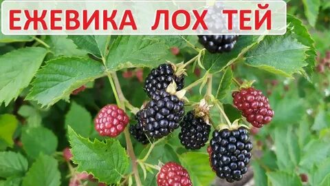 Ежевика лох тей