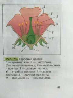 Чашелистики чашечки