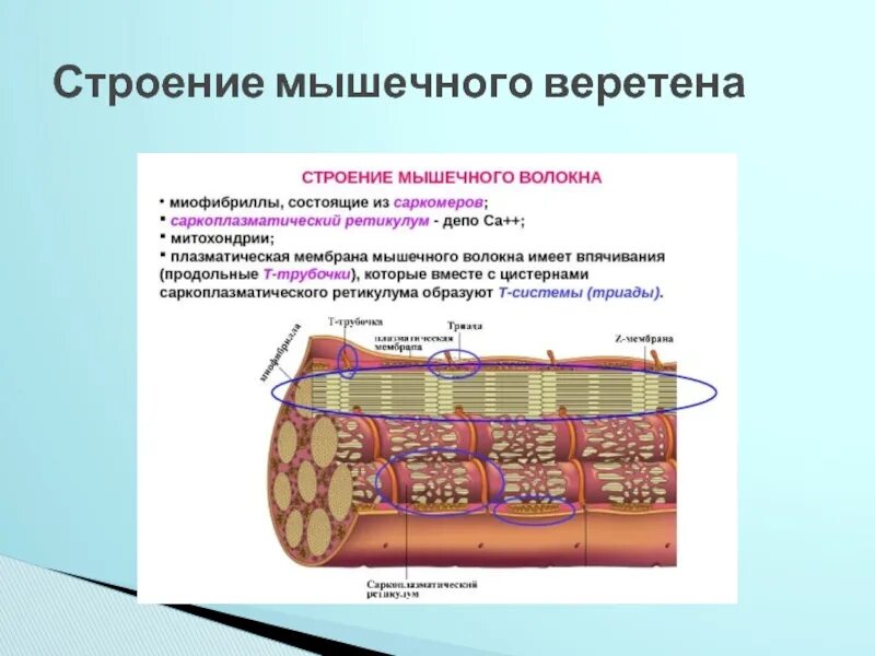 Мышечное чувство конспект. Строение мышечного веретена. Мышечный анализатор строение. Схема строения мышечного анализатора. Мышечное чувство строение.